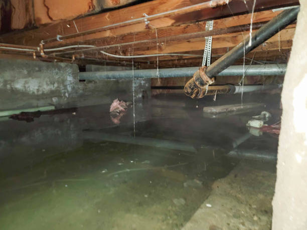 Best Carpet water damage restoration  in Nash, TX